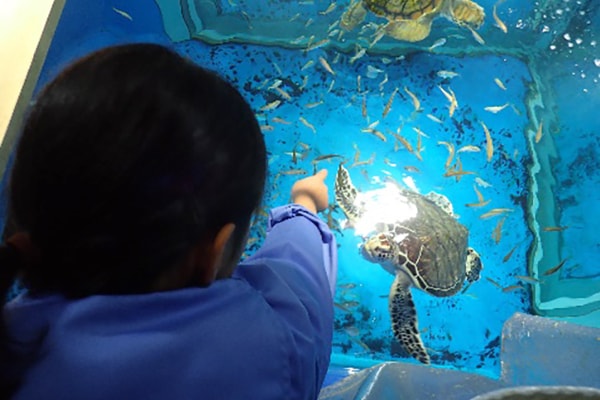 加茂水産高校の取り組み　水族館学概論の写真1