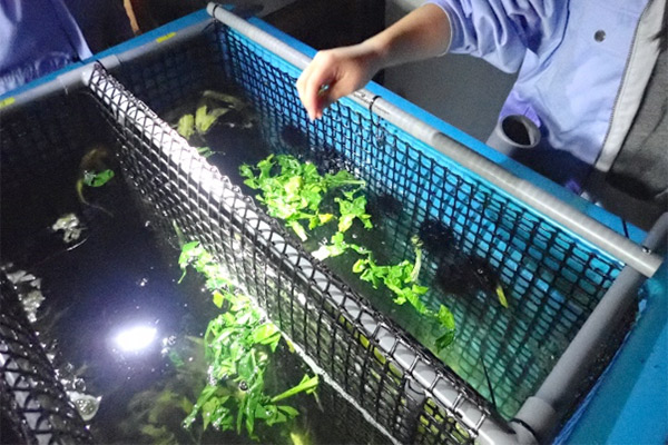 海洋科学高等学校の取り組み 水産技術センター、地域漁協と連携したウニの農業残渣による畜養実験の写真