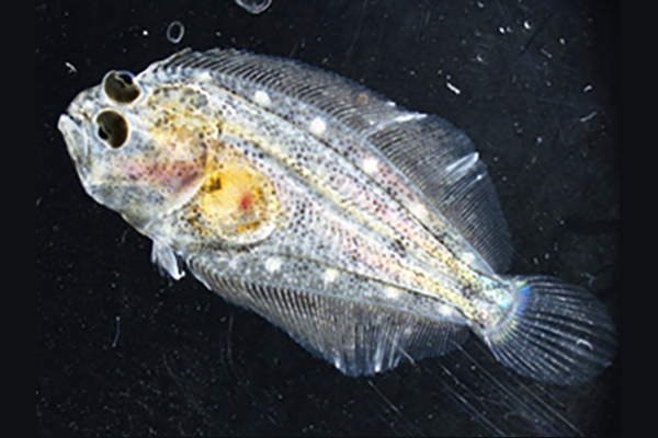 海洋科学高等学校の取り組み 種苗生産したヒラメの写真