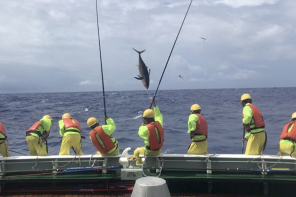 焼津水産高等学校の取り組み カツオ一本釣り実習の写真