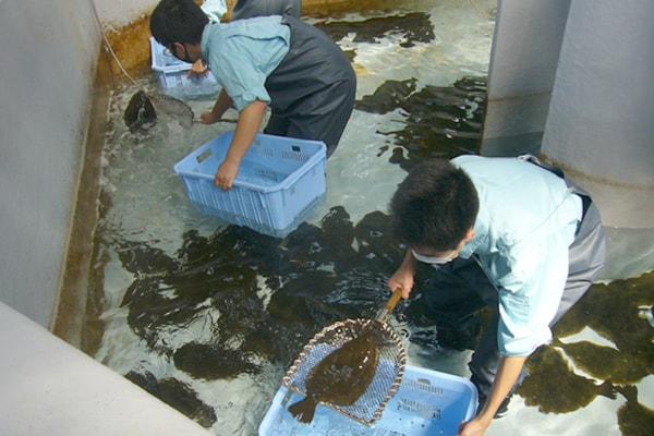 焼津水産高等学校の取り組み 養殖実習の写真