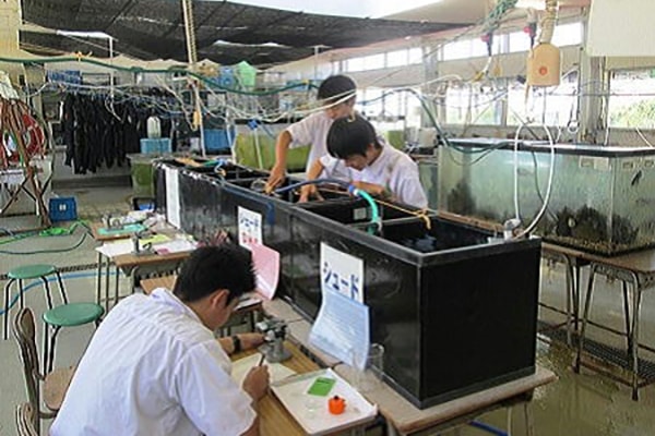 天草拓心高等学校の取組み アワビ養殖の研究風景の写真