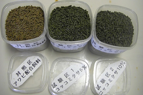 天草拓心高等学校の取組み 研究中の飼料の写真